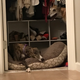 Illustration for article titled The closet no longer belongs to the wife and I